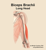 The long head of the biceps brachii muscle of the arm - orientation 6