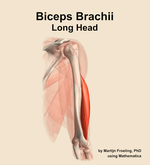 The long head of the biceps brachii muscle of the arm - orientation 7