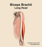 The long head of the biceps brachii muscle of the arm - orientation 8