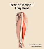 The long head of the biceps brachii muscle of the arm - orientation 9