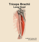 The long head of the triceps brachii muscle of the arm - orientation 1