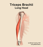 The long head of the triceps brachii muscle of the arm - orientation 10
