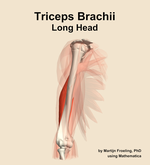 The long head of the triceps brachii muscle of the arm - orientation 11