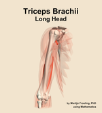 The long head of the triceps brachii muscle of the arm - orientation 12