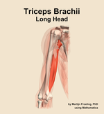 The long head of the triceps brachii muscle of the arm - orientation 13