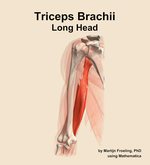 The long head of the triceps brachii muscle of the arm - orientation 14