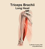 The long head of the triceps brachii muscle of the arm - orientation 15