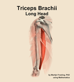The long head of the triceps brachii muscle of the arm - orientation 16