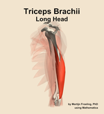 The long head of the triceps brachii muscle of the arm - orientation 2