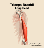 The long head of the triceps brachii muscle of the arm - orientation 3