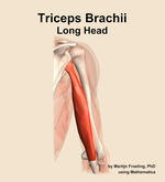The long head of the triceps brachii muscle of the arm - orientation 5