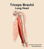 The long head of the triceps brachii muscle of the arm - orientation 6