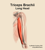 The long head of the triceps brachii muscle of the arm - orientation 7