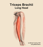 The long head of the triceps brachii muscle of the arm - orientation 8