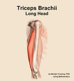 The long head of the triceps brachii muscle of the arm - orientation 9