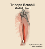 The medial head of the triceps brachii muscle of the arm - orientation 1