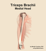 The medial head of the triceps brachii muscle of the arm - orientation 10