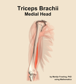 The medial head of the triceps brachii muscle of the arm - orientation 11