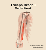 The medial head of the triceps brachii muscle of the arm - orientation 12