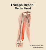 The medial head of the triceps brachii muscle of the arm - orientation 13