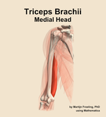 The medial head of the triceps brachii muscle of the arm - orientation 14