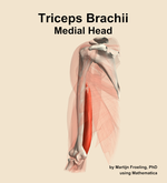 The medial head of the triceps brachii muscle of the arm - orientation 15