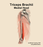 The medial head of the triceps brachii muscle of the arm - orientation 16