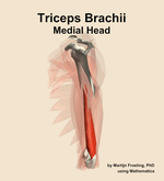 The medial head of the triceps brachii muscle of the arm - orientation 2