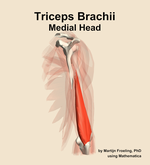 The medial head of the triceps brachii muscle of the arm - orientation 3