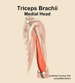 The medial head of the triceps brachii muscle of the arm - orientation 4