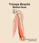 The medial head of the triceps brachii muscle of the arm - orientation 5