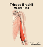 The medial head of the triceps brachii muscle of the arm - orientation 6