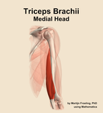 The medial head of the triceps brachii muscle of the arm - orientation 7
