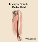 The medial head of the triceps brachii muscle of the arm - orientation 8