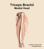 The medial head of the triceps brachii muscle of the arm - orientation 9