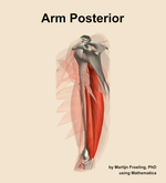 Muscles of the posterior compartment of the arm - orientation 1