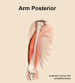 Muscles of the posterior compartment of the arm - orientation 11