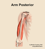 Muscles of the posterior compartment of the arm - orientation 12