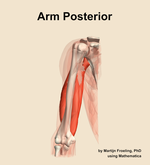 Muscles of the posterior compartment of the arm - orientation 13