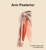 Muscles of the posterior compartment of the arm - orientation 14