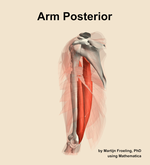Muscles of the posterior compartment of the arm - orientation 16