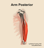 Muscles of the posterior compartment of the arm - orientation 2
