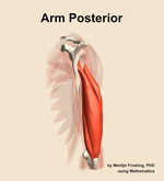 Muscles of the posterior compartment of the arm - orientation 3