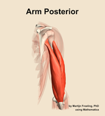 Muscles of the posterior compartment of the arm - orientation 4