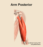 Muscles of the posterior compartment of the arm - orientation 5