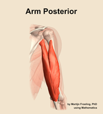 Muscles of the posterior compartment of the arm - orientation 6