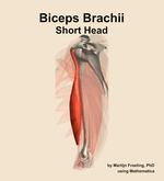 The short head of the biceps brachii muscle of the arm - orientation 1