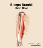 The short head of the biceps brachii muscle of the arm - orientation 10