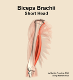 The short head of the biceps brachii muscle of the arm - orientation 11