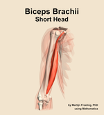 The short head of the biceps brachii muscle of the arm - orientation 12